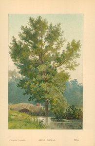 أسبن بوبلار بواسطة قارب ويليام هنري جيمس