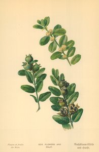 مربع الزهور والفواكه بواسطة قارب ويليام هنري جيمس