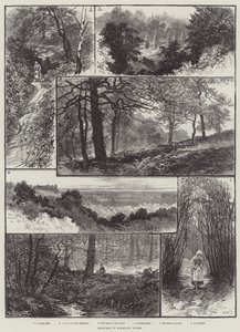 اسكتشات في Highgate Woods