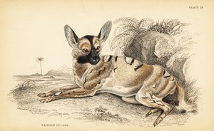 كلب بري أفريقي ، Lycaon pictus ، مهدد بالانقراض بواسطة وليام هوم ليزارس