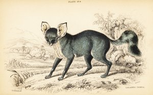 الثعلب ذو أذنين الخفافيش ، Otocyon megalotis (Lalande