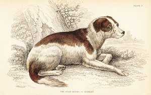 كلب الخنزير من ألمانيا ، Canis lupus مألوف (Canis suillus) بواسطة وليام هوم ليزارس