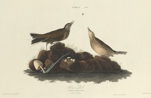 براون لارك ، 1827. بواسطة وليام هوم ليزارس