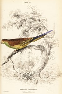 الببغاء ، Melopsittacus undulatus بواسطة وليام هوم ليزارس