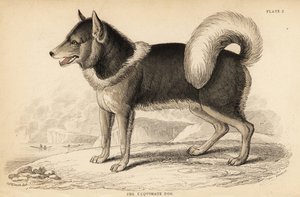 كلب الإسكيمو الكندي أو qimmiq ، Canis lupusiliaris بواسطة وليام هوم ليزارس