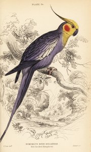 كوكاتيل ، Nymphicus hollandicus بواسطة وليام هوم ليزارس