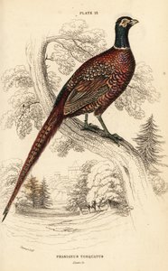 الدراج الشائع (حلقة العنق) ، Phasianus colchicus torquatus (Phasianus torquatus) بواسطة وليام هوم ليزارس