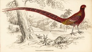 الدراج النحاسي أو طائر سيميرينج Syrmaticus soemmerringii (Phasianus soemmerringii) بواسطة وليام هوم ليزارس