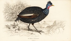 طائر غينيا المتوج ، Guttera pucherani (Numida cristata) بواسطة وليام هوم ليزارس