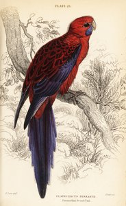 قرمزي روزيلا ، Platycercus elegans بواسطة وليام هوم ليزارس