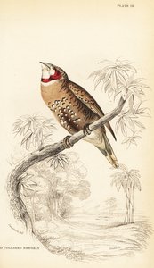 قصور الحلق أو عصفور الشريط ، Amadina fasciata بواسطة وليام هوم ليزارس