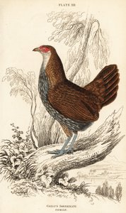أنثى طائر الأدغال الرمادي أو طائر غابة Sonnerat ، Gallus sonneratii (Gallus sonnerati) بواسطة وليام هوم ليزارس