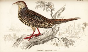 الدراج الأخضر أو الدراج الأخضر الياباني ، أنثى ، Phasianus versicolor بواسطة وليام هوم ليزارس