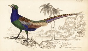 الدراج الأخضر أو الدراج الأخضر الياباني ، ذكر ، Phasianus versicolor بواسطة وليام هوم ليزارس