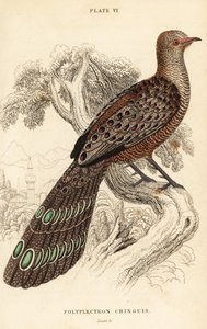 الطاووس الرمادي أو الدراج البورمي ، Polyplectron bicalcaratum بواسطة وليام هوم ليزارس