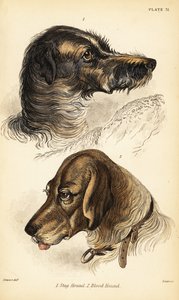 رؤساء كلب صيد الأيل 1 و 2 ، Canis lupus مألوف (دهاء دم الكلب و Leo) بواسطة وليام هوم ليزارس