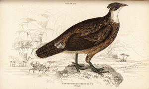 Himalayan monal, female, Lophophorus impejanus (Impeyan lophophorus, Lophophorus impeyanus) بواسطة وليام هوم ليزارس
