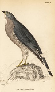 سحلية صقر ، Kaupifalco monogrammicus بواسطة وليام هوم ليزارس