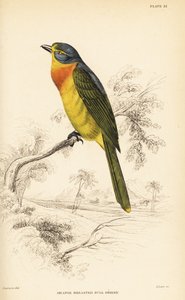 شجيرة برتقالية الصدر أو شجيرة الكبريت الصدر ، Chlorophoneus sulfureopectus بواسطة وليام هوم ليزارس