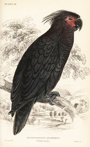 Palm cockatoo, Probosciger aterrimus بواسطة وليام هوم ليزارس