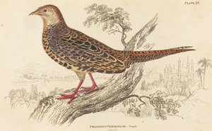 Phasianus Versicolor - أنثى بواسطة وليام هوم ليزارس