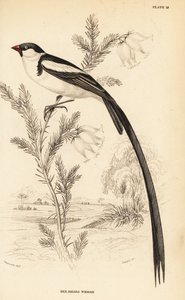 Whydah ذو الذيل الدبوس ، Vidua macroura (ذو المنقار الأحمر ، Whidah ، Vidua erythrorhynchus) بواسطة وليام هوم ليزارس