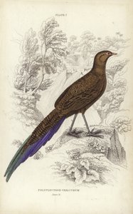 Polyplectron Chalcurum بواسطة وليام هوم ليزارس