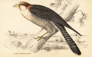 الصقر أحمر العنق Falco chicquera ruficollis بواسطة وليام هوم ليزارس