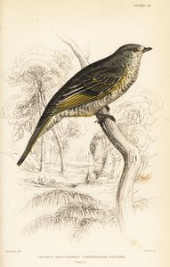 صراخ الوقواق أحمر الكتفين ، أنثى ، Campephaga phoenicea بواسطة وليام هوم ليزارس