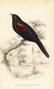 صراخ الوقواق أحمر الكتفين ، ذكر ، Campephaga phoenicea بواسطة وليام هوم ليزارس