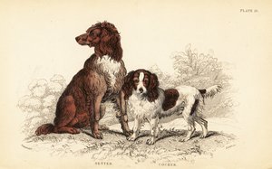 الذليل الذليل واضع ، Canis lupus مألوف بواسطة وليام هوم ليزارس