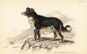 كلب الراعي أو كلب الغنم ، Canis lupus مألوف (Canis الدومينوس) بواسطة وليام هوم ليزارس
