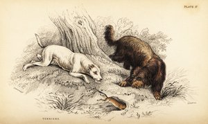 جحر مغطى بسلاسة وجحر اسكتلندي أو ذو شعر سلكي ، Canis lupus مألوف (Canis terrarius) بواسطة وليام هوم ليزارس