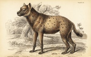 الضبع المرقط أو الضبع الضاحك Crocuta crocuta (Hyaena crocuta) بواسطة وليام هوم ليزارس