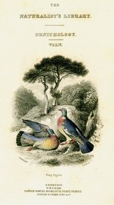 مكتبة علماء الطبيعة ، Ornithology Vol V ، Ring Pigeon ، c1833-1865. بواسطة وليام هوم ليزارس