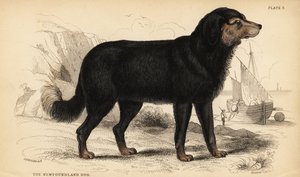 كلب نيوفاوندلاند ، Canis lupusiliaris) Canis terranovae) بواسطة وليام هوم ليزارس