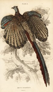 الأرجوس العظيم ، Argusianus argus (Argus pheasant or gigantic argus، Argus giganteus) بواسطة وليام هوم ليزارس