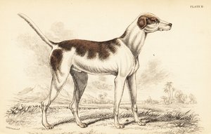 الكلب الشرقي ، Canis lupusiliaris بواسطة وليام هوم ليزارس