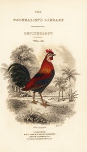 Titlepage with vignette of red junglefowl (Javan), Gallus gallus bankiva بواسطة وليام هوم ليزارس