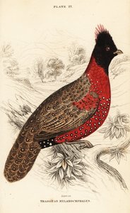 Western tragopan or western horned tragopan, Tragopan melanocephalus بواسطة وليام هوم ليزارس