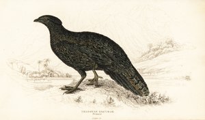الزنبق الغربي أو الزعنفة الغربية ذات القرون ، أنثى ، Tragopan melanocephalus بواسطة وليام هوم ليزارس