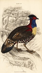 الزعنفة الغربية أو الزنبق الغربي ذو القرون ، ذكر ، Tragopan melanocephalus بواسطة وليام هوم ليزارس