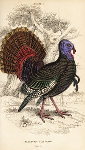 الديك الرومي البري ، ذكر ، Meleagris gallopavo بواسطة وليام هوم ليزارس