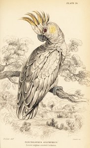 الكوكاتو أصفر الذروة ، Cacatua sulphurea بواسطة وليام هوم ليزارس