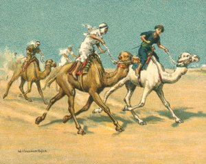 أجناس تاريخية وحديثة ، سباقات الإبل (كروموليثو)