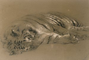 نمر نائم ، 1876 (قلم رصاص وطباشير على ورق) بواسطة وليام هوجينز