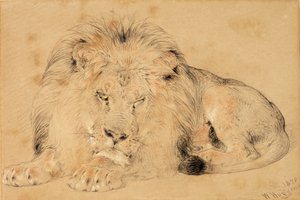 دراسة أسد ، 1879 (طباشير على ورق) بواسطة وليام هوجينز
