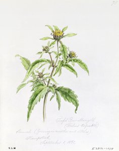 Trifid Burr-Marigold ، رسمت في هامبستيد ، 1 سبتمبر 1861 بواسطة وليام جيمس لينتون