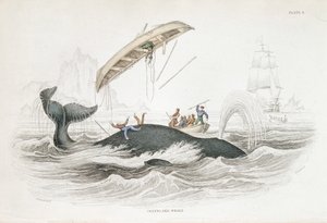 اصطياد حوت جرينلاند الذي ألقى بأحد القوارب المهاجمة. من William Jardine The Naturalist