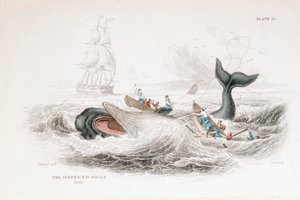 هاربونينج حوت العنبر 1837 بواسطة وليام جاردين